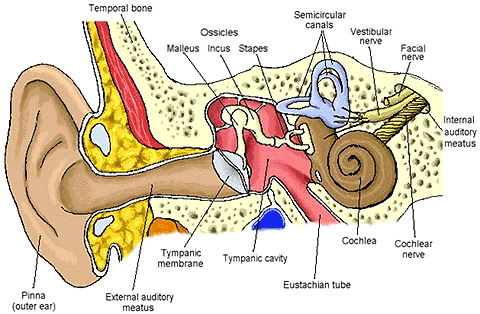 Parts of the Inner, Middle, and External Ear.